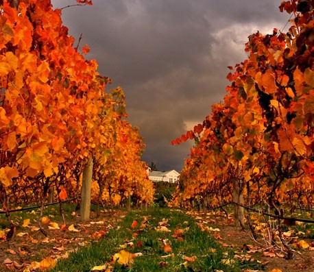 自动攻击网站工具下载